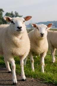 Sheep