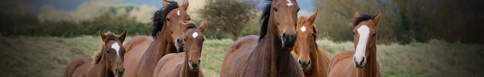 Horse Waterer | Bar Bar A | Automatic Non-Electric Waterer