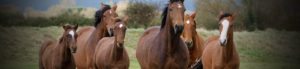 Fall Is An Important Time to Care for Your Horses