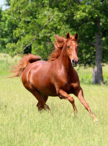 Signs of Stress in Horses