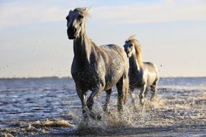 How Much Water Does a Horse Need? How Much Water Does a Horse Need?