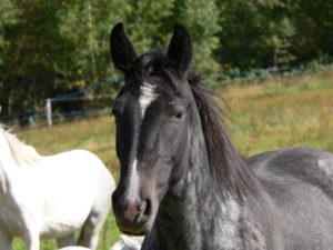 How to Handle an Anxious Horse How to Handle an Anxious Horse