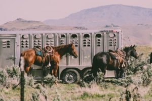 How to Ease Your Horse’s Travels How to Ease Your Horse’s Travels