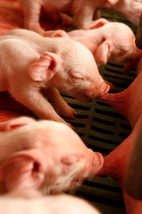 Signs Your Livestock Water Is Contaminated Signs Your Livestock Water Is Contaminated