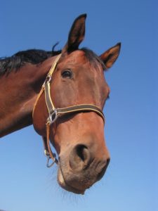 Signs of Colic in Horses Signs of Colic in Horses