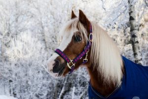 Winter Maintenance Tips for Automatic Waterers Winter Maintenance Tips for Automatic Waterers