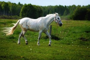 Top Tips for Helping your Horse Transition to Spring Top Tips for Helping your Horse Transition to Spring