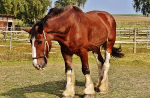 How to Read a Horse’s Body Language How to Read a Horse’s Body Language