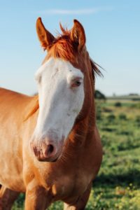 How to Prevent Horses from Getting Dehydrated in Summer How to Prevent Horses from Getting Dehydrated in Summer