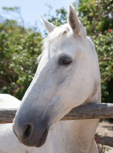 7 Cute Ways To Show Your Horse Love On Valentine’s Day
