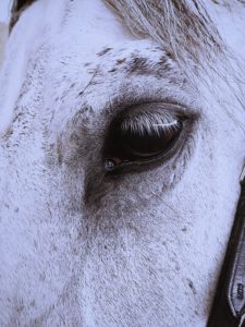 Tips for Caring for Old Horses Tips for Caring for Old Horses