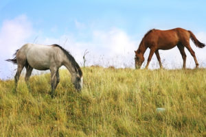 What is Equine Laminitis? What is Equine Laminitis?