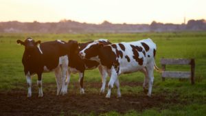 How to Inspect your Automatic Waterer How to Inspect your Automatic Waterer