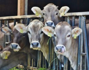Common Livestock Illnesses Common Livestock Illnesses