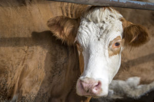 3 Things You Need to Know About Cows’ Water Consumption 3 Things You Need to Know About Cows’ Water Consumption