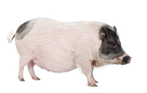 Tips to Keep Your Pig Hydrated Tips to Keep Your Pig Hydrated