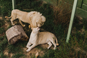 How To Keep Your Zoo Animals Healthy