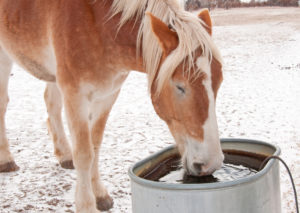 Why Is Frozen Water Bad for Horses? Why Is Frozen Water Bad for Horses?