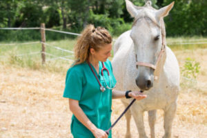 How To Know If Your Horse Is Sick: 4 Warning Signs To Watch Out For How To Know If Your Horse Is Sick: 4 Warning Signs To Watch Out For