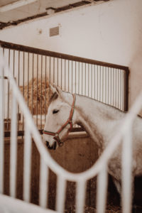 How To Help Your Horse Adjust To A New Home: 4 Helpful Tips How To Help Your Horse Adjust To A New Home: 4 Helpful Tips