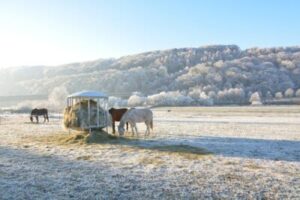 4 More Interesting Facts About Horse Water Consumption 4 More Interesting Facts About Horse Water Consumption