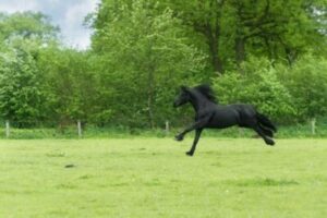 Daily Turnout For Horses: 6 Important Facts Daily Turnout For Horses: 6 Important Facts