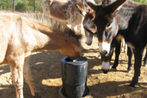 Signs Your Horse Isn’t Getting Enough Water Signs Your Horse Isn’t Getting Enough Water