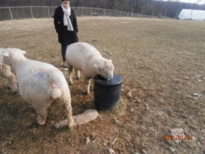 Keeping Sheep Hydrated: How To Help Your Sheep Stay Healthier