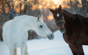 Winter Hydration For Horses: Challenges And What You Can Do Winter Hydration For Horses: Challenges And What You Can Do