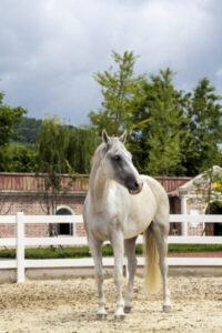 6 Common Questions About Horse Hydration Answered