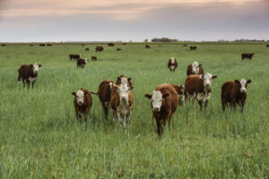 Understanding Cattle Water Needs: 7 Frequently Asked Questions