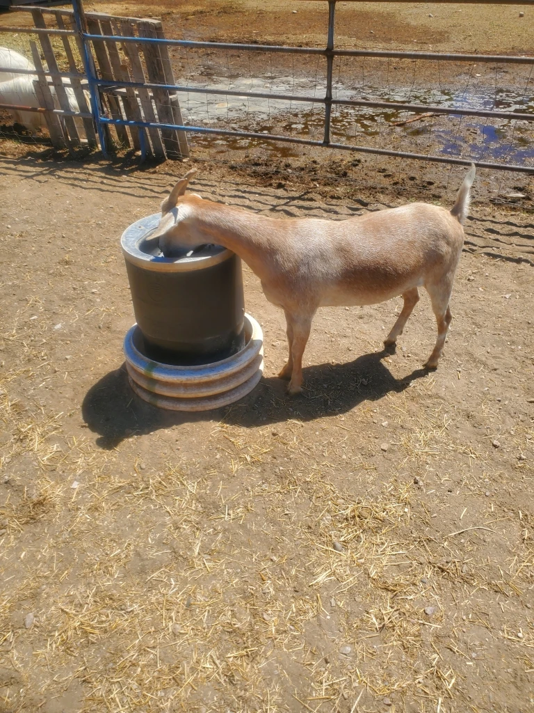 Bar Bar A USA goat waterer
