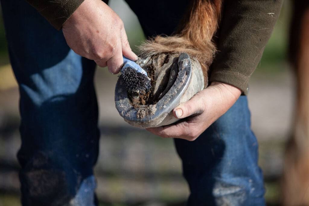 How Hydration Affects Horses’ Hooves hydration hooves
