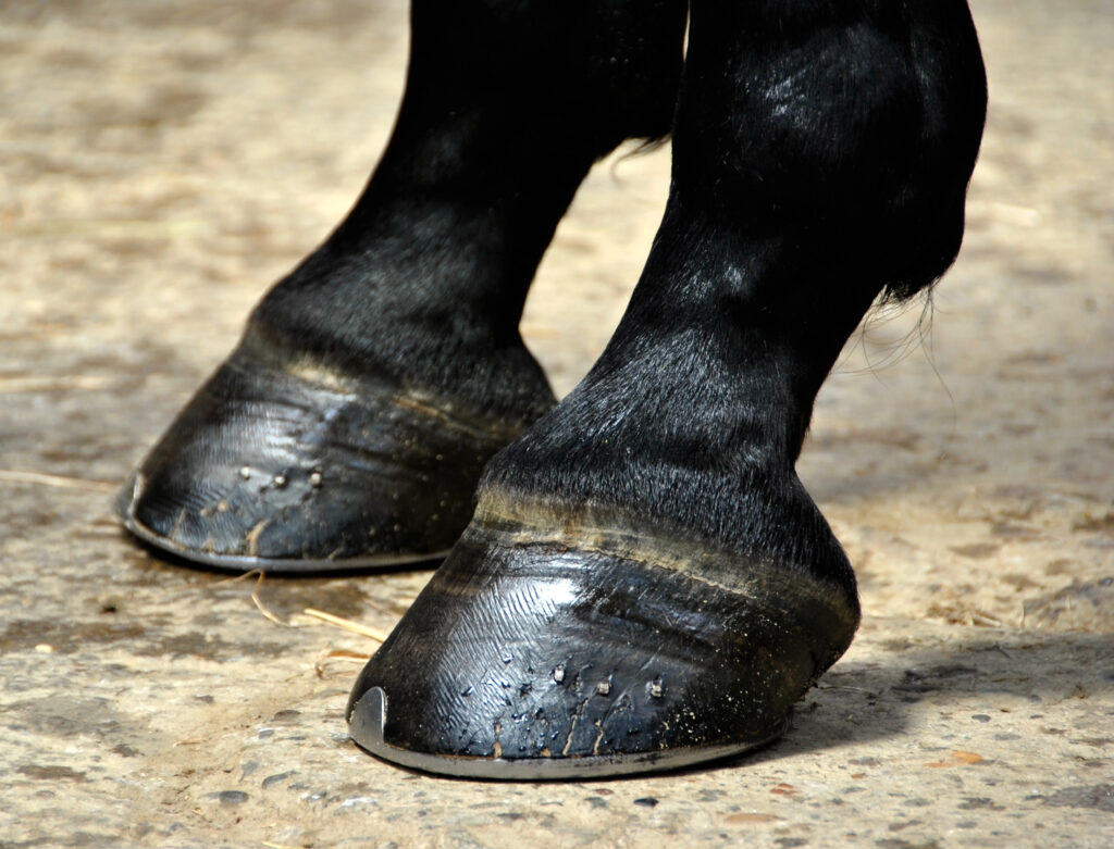 How Hydration Affects Horses’ Hooves hydration hooves