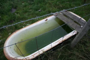 The Hidden Dangers of Bacterial Growth in Livestock Water Troughs