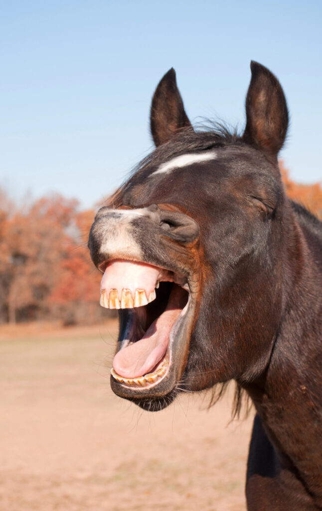 Signs Your Horse Isn’t Getting Enough Water Signs Your Horse Isn’t Getting Enough Water