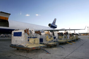 Flying With Horses: How Do Horses Stay Hydrated On Planes? Flying With Horses: How Do Horses Stay Hydrated On Planes?