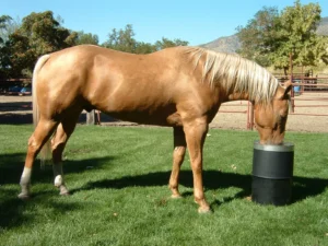 How Hydration Affects Your Horse’s Hair Health How Hydration Affects Your Horse’s Hair Health