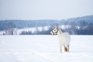 Does Hydration Affect A Horse’s Ability To Grow A Winter Coat? Does Hydration Affect A Horse’s Ability To Grow A Winter Coat?