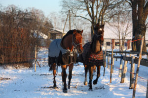 Why is My Horse Slowing Down? 4 Possible Causes Why is My Horse Slowing Down? 4 Possible Causes