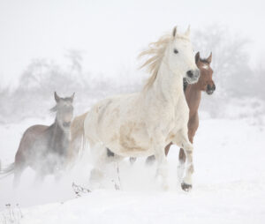 Why Do Horses Get Frisky When It’s Cold? Why Do Horses Get Frisky When It’s Cold?