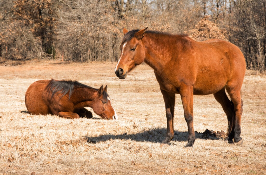 horses sniff noses