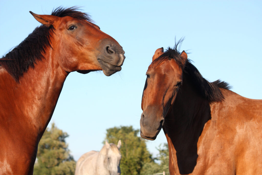 horses sniff noses