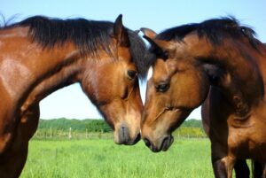 Why Do Horses Sniff Noses? What To Know About Horse Communication Why Do Horses Sniff Noses? What To Know About Horse Communication