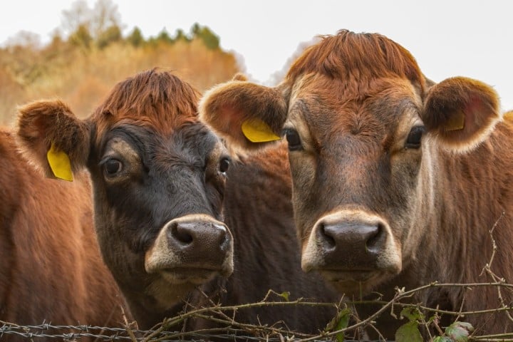 6 Reasons Why You Need a Miniature Cow