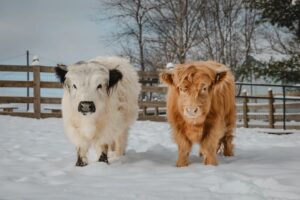 Answering 8 FAQs About Raising Highland Cows Answering 8 FAQs About Raising Highland Cows