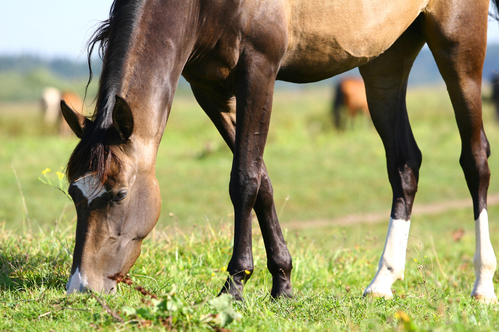 off the grid horse care