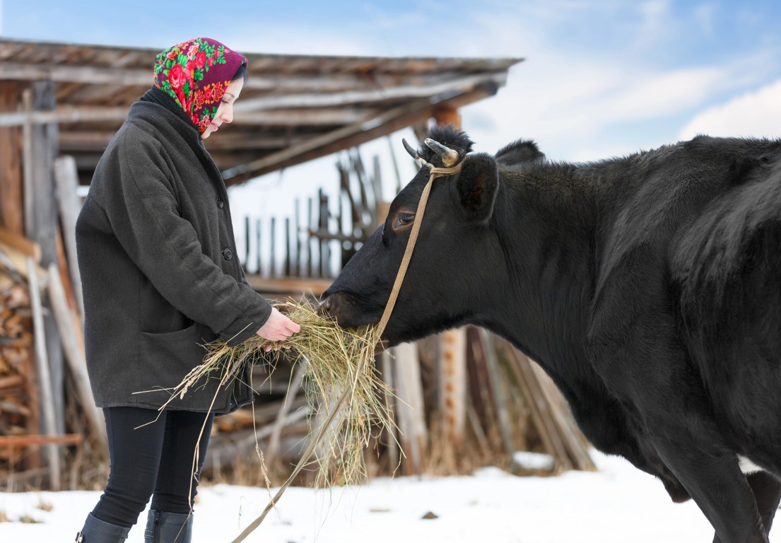 Benefits of Owning Cattle