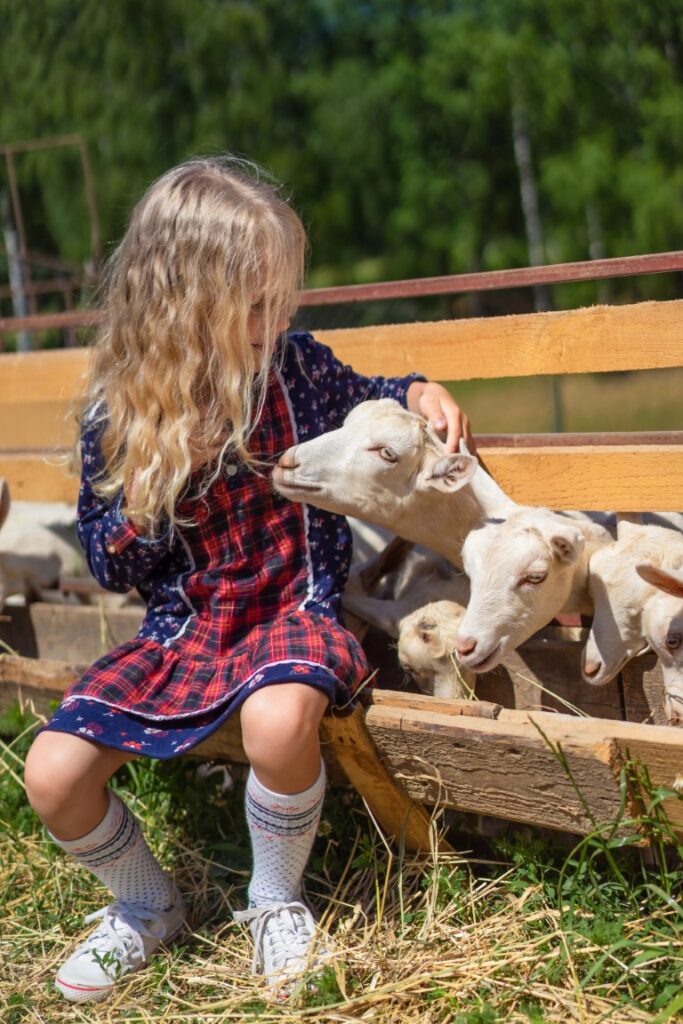 Goat Milk vs. Cow Milk: Which is Better for a Homestead?