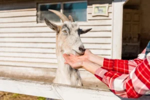 Pet Goats: What to Know Before Bringing One Home Pet Goats: What to Know Before Bringing One Home